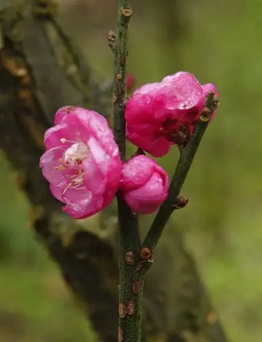 梅花是最超凡脱俗的花,是最坚韧的花,凝冻下的梅花:是如此的美丽.