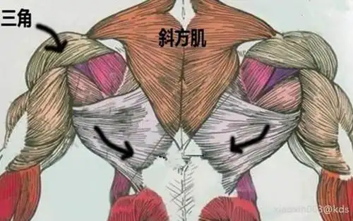 肩颈疼痛,几个简单动作安抚你的斜方肌