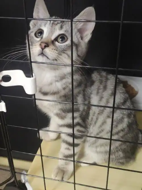 小乖长大了美短猫咪