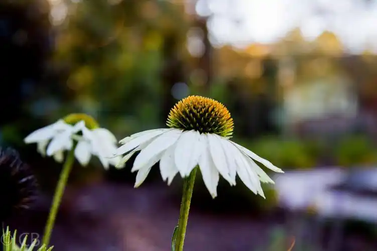 白色的花,雏菊高清壁纸浅聚焦摄影,高清图片,摄影-纯色壁纸