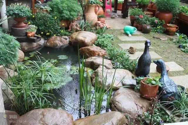 庭院中建了个"小鱼池",网友:不说了 我也要去挖一个!