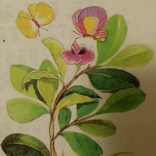 【[蘅宝讲故事]12,《蚕豆花儿》[睡前诗]元曲《水