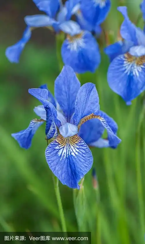 蓝色鸢尾花在绿色背景上