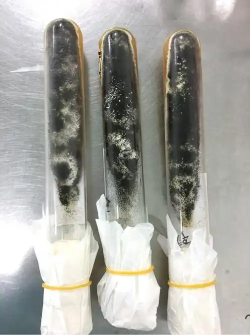 黑曲霉在sda斜面培养