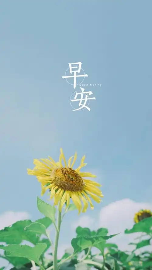 签早安早上好向日葵文字唯美清新简  介2021年早安你好迷人的向日葵