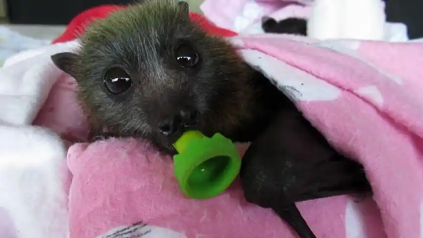 刚出生的蝙蝠小宝宝被救活了!都会咬奶嘴了