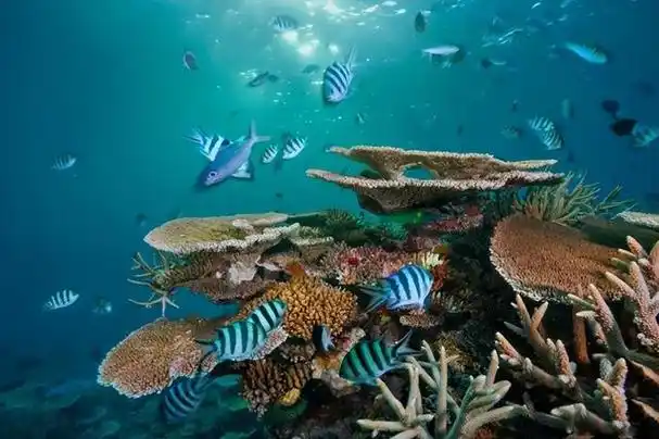 回顾海底出现大片白骨森林这种生物灭绝后人类能活多久