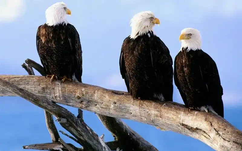 雄鹰展翅飞壁纸专辑 #15 - 1280x800