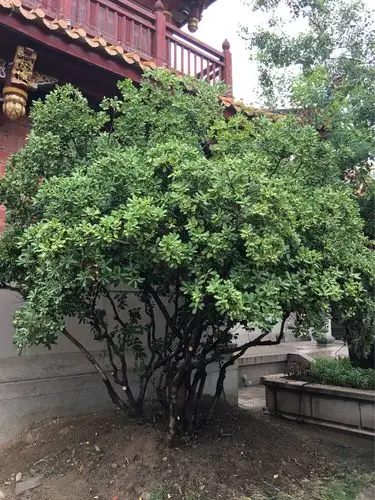 海桐也称七里香