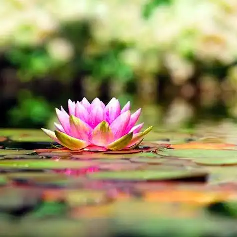 佛系图片头像禅意荷花 独一无二的佛系莲花图片微信头像_微信头像