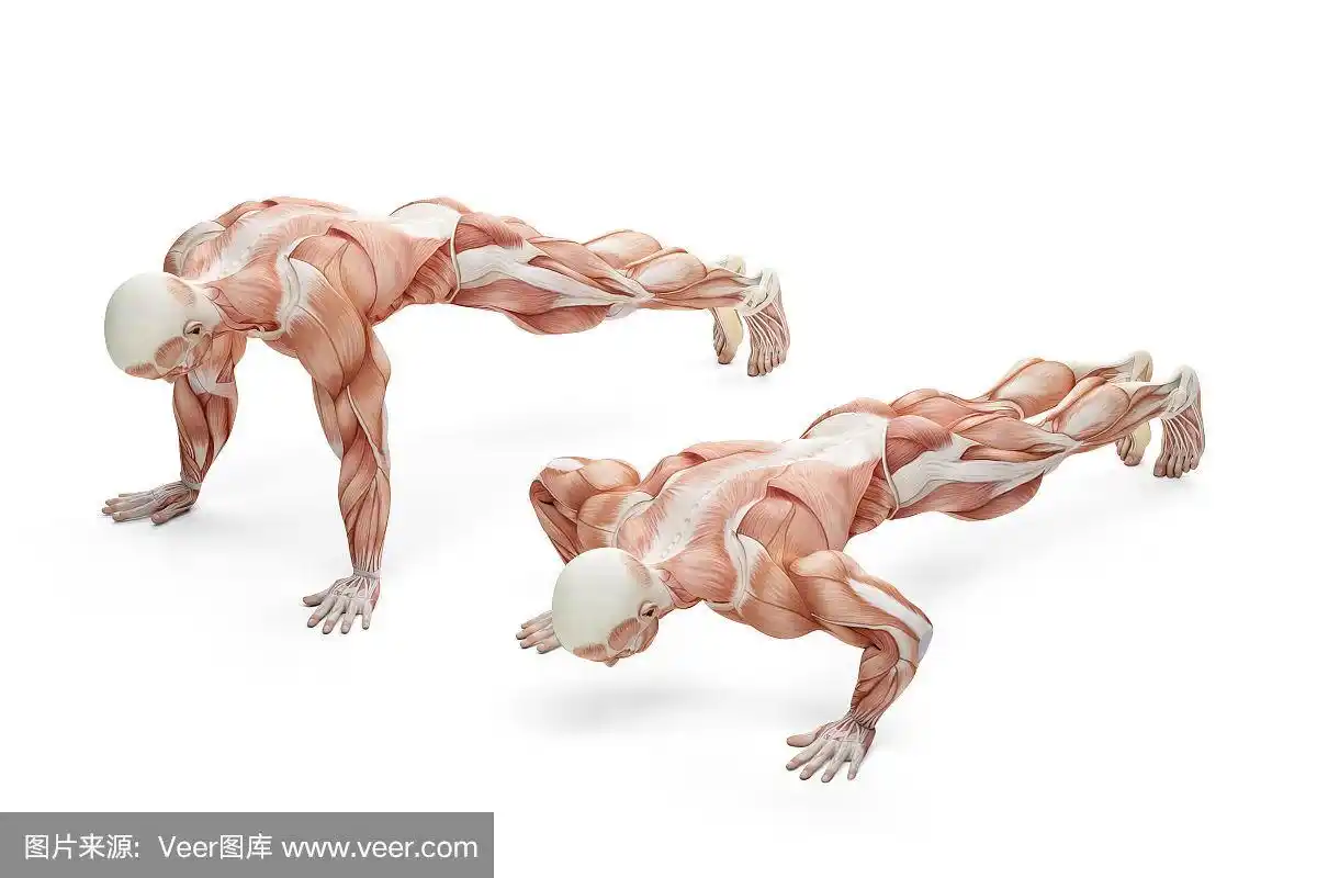 俯卧撑的运动姿势.解剖学插图.与剪切路径隔离