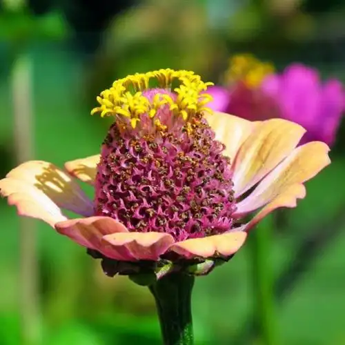 带来好运的花朵头像五颜六色的百日草图片