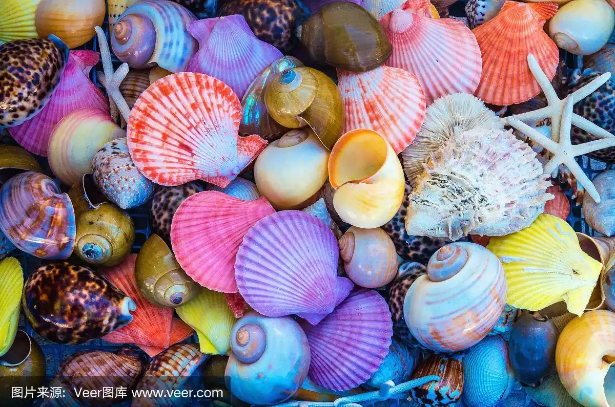 特写:不同形状的五颜六色的贝壳