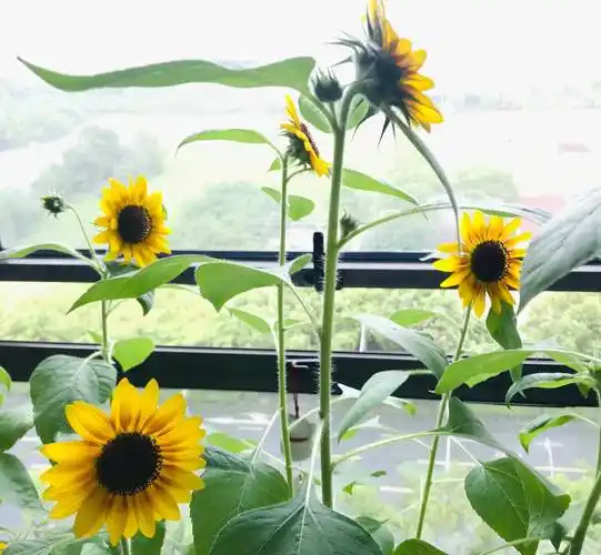 种子"撒盆里",花开"一簇簇",好看便宜又好养_开花_很漂亮_向日葵