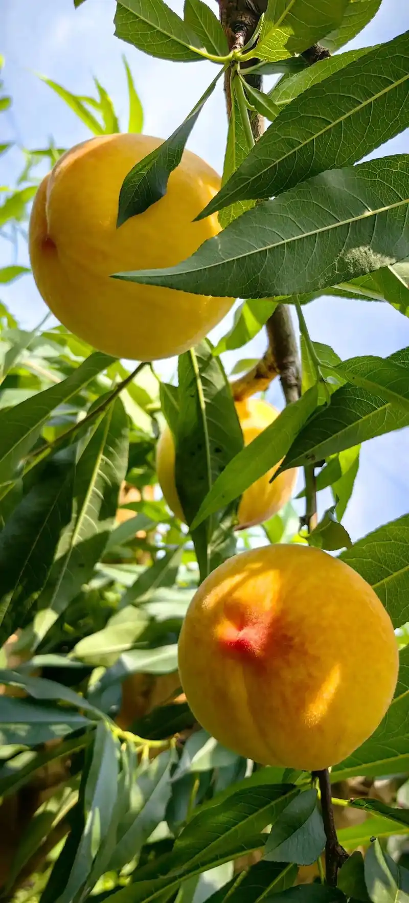 1号外号外!太平韩勇黄桃园的桃子成熟啦