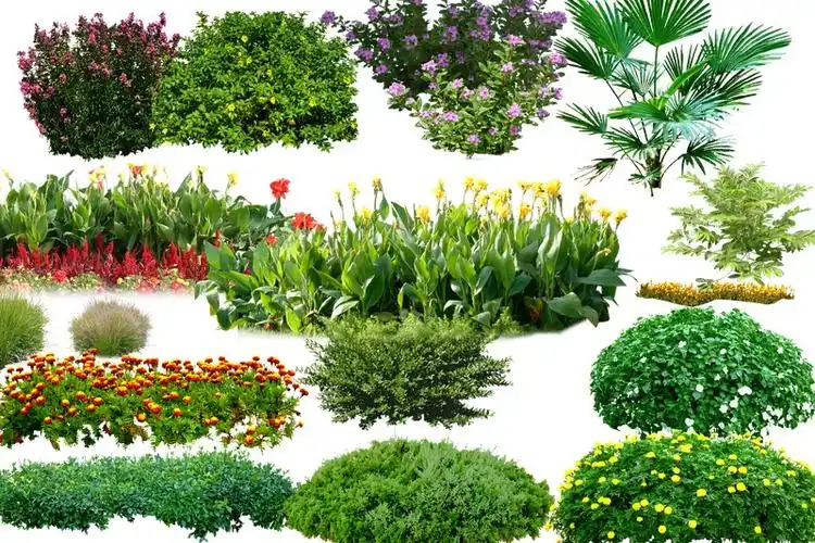 花草psd分层素材图片