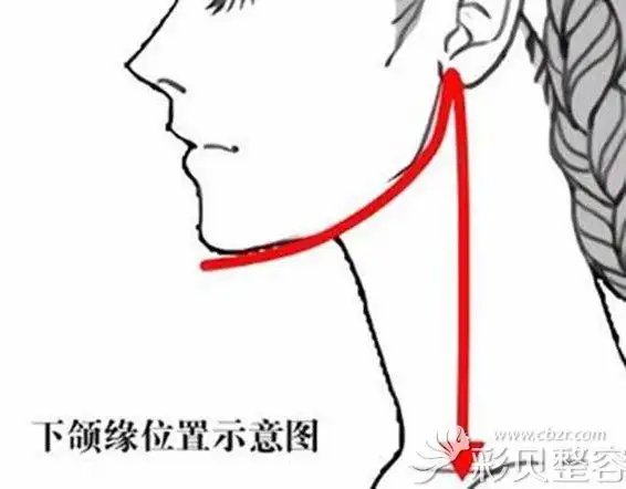 下颌线位置图