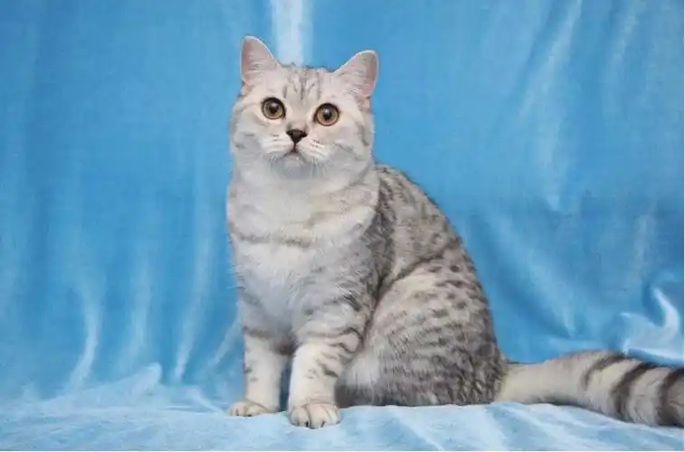 貌似串串的英短