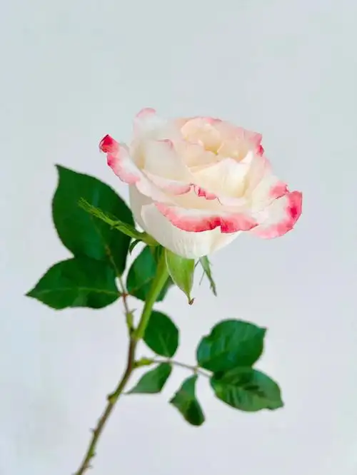 单头玫瑰亚斯卡德芮尔