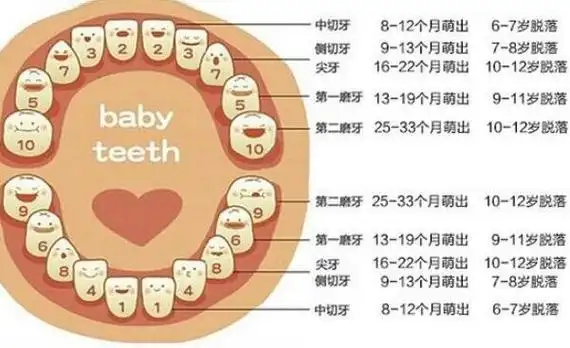 恒牙,也就是中切牙;3,8-9岁时,长出侧切牙;4,10-12岁开始长出双尖牙