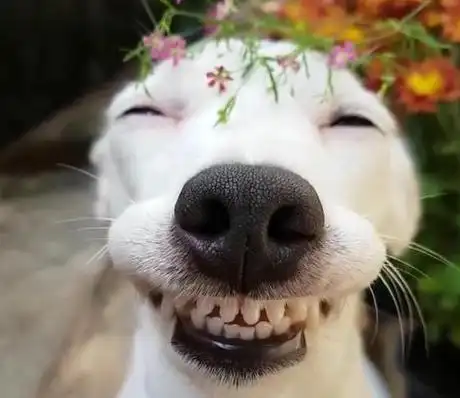 盘点狗狗身上那些自带笑点的地方,你觉得哪个最搞笑?