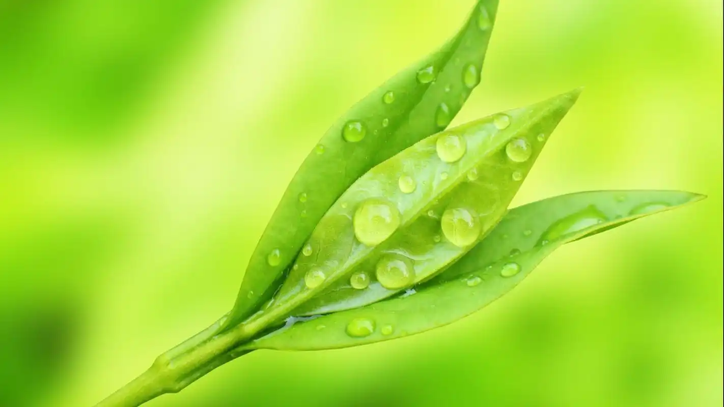 小清新绿色植物护眼高清摄影桌面壁纸