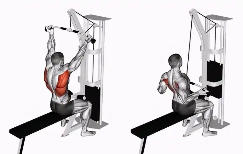 高位下拉这一简单动作可以锻炼背部肌肉,帮助你达到塑性的目的