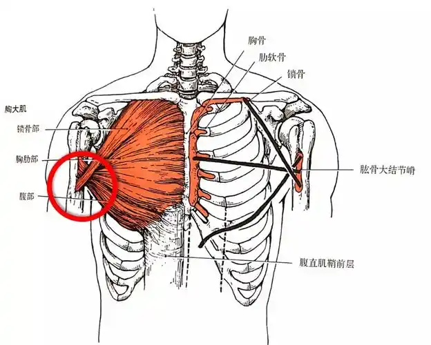 耀61健身你想知道的胸大肌训练思路及动作看这一篇就够了
