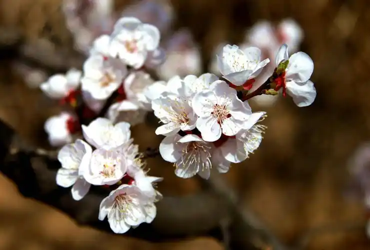 华胥故里杏花开