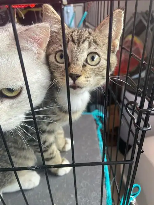 有偿领养一只英短田园串小妹妹