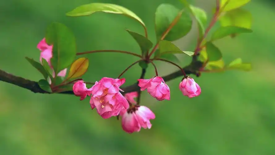 女人是世界上最美的花