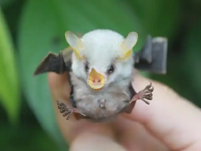 地球上有1300种蝙蝠,而现存仅有6种蝙蝠为白