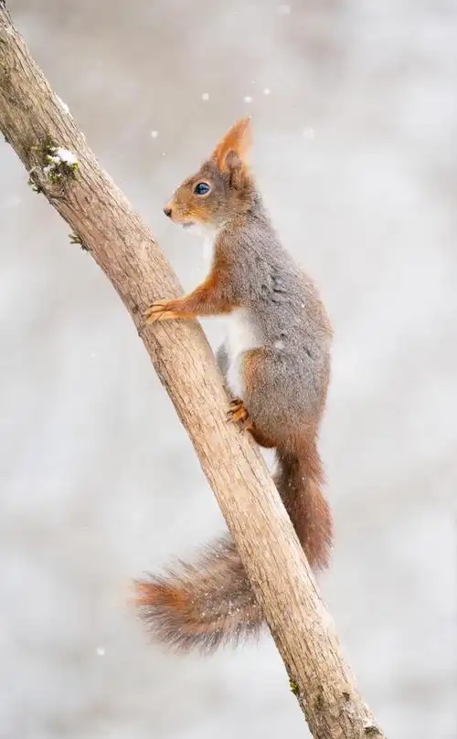 整个森林都被松鼠们忙碌的身影填满了,它们个个都像是小小的精灵,每个