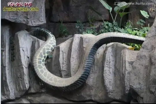 长白山3000年巨蛇图片欣赏