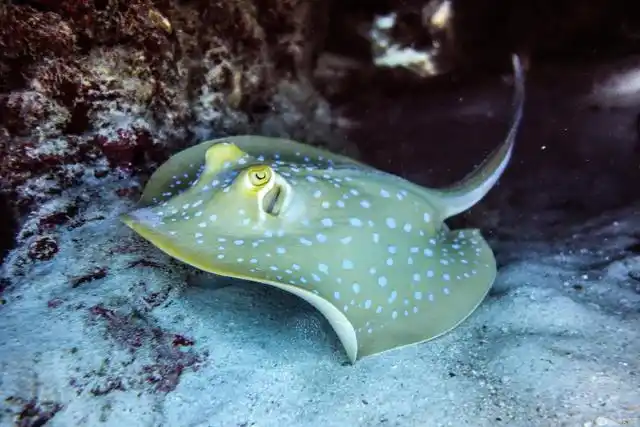 魟鱼几天换一次水,它可以和什么鱼混养?