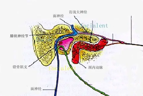 周围性面瘫面神经血供与微循环