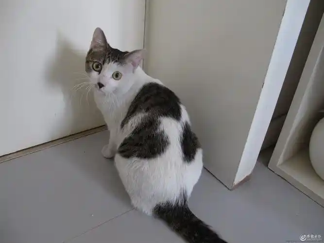 黑白花猫_黑白装饰画猫