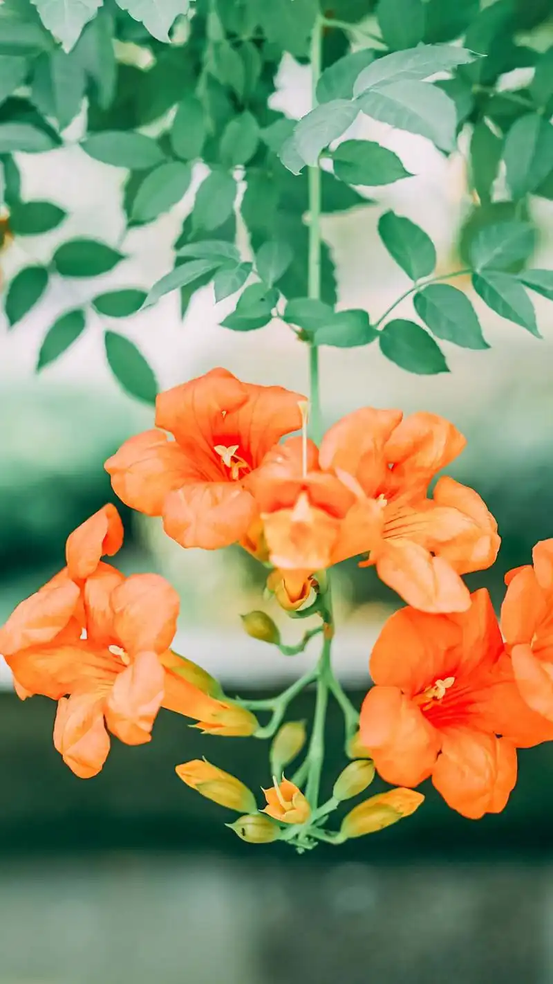 小清新绿色风景高清手机壁纸图片