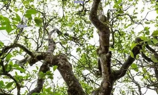 冰岛老寨茶王树采摘-冰岛老寨茶王树采摘时间