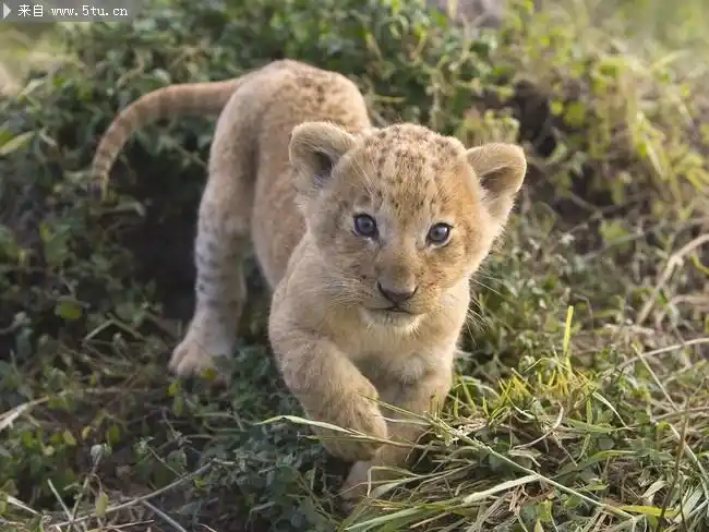 可爱非洲小狮子图片