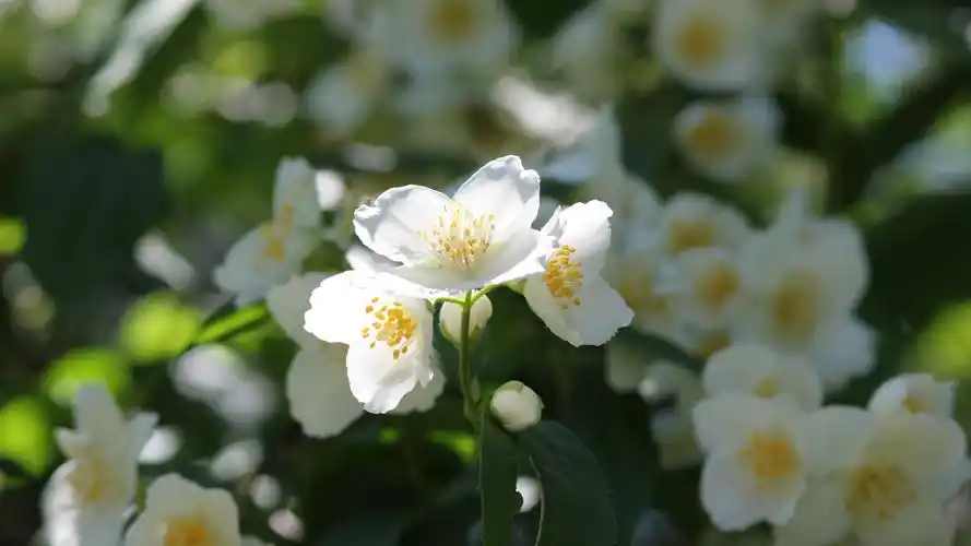 高清茉莉花图片-花卉壁纸-高清花卉图片-第5图-娟娟壁纸