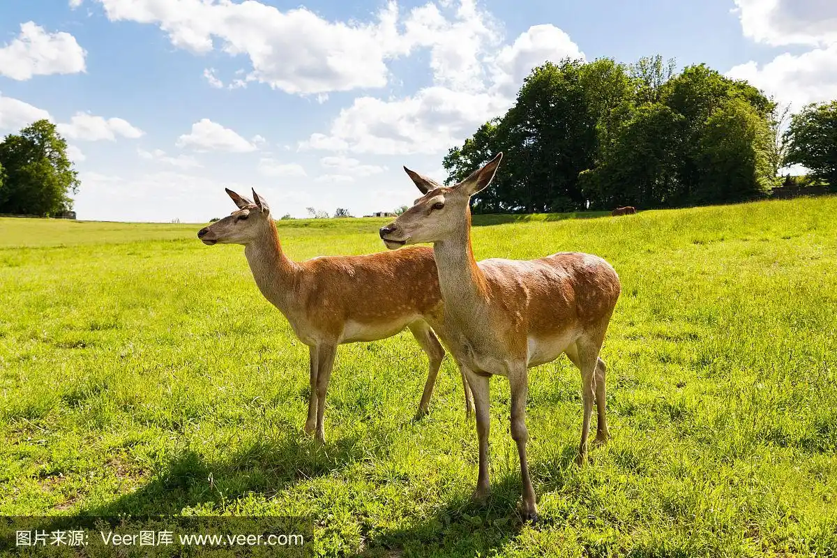 两只年轻的雌马鹿