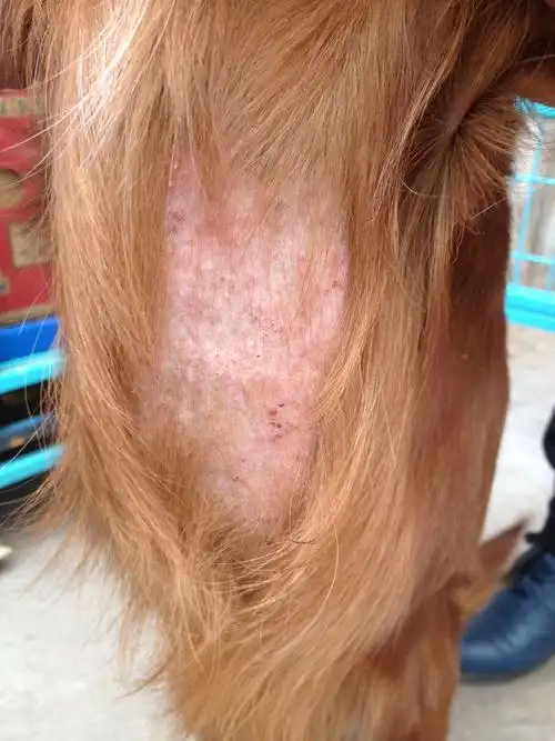 我家狗得了皮肤病,请懂得朋友帮我看一下