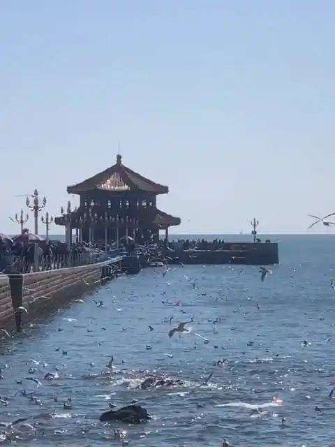 栈桥海鸥,冬日青岛的靓丽风景线