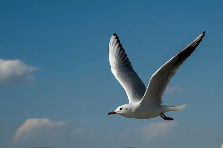 滇池观海鸥 - 美篇