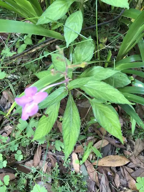 青青植物园:悠扬夏日青城寻花