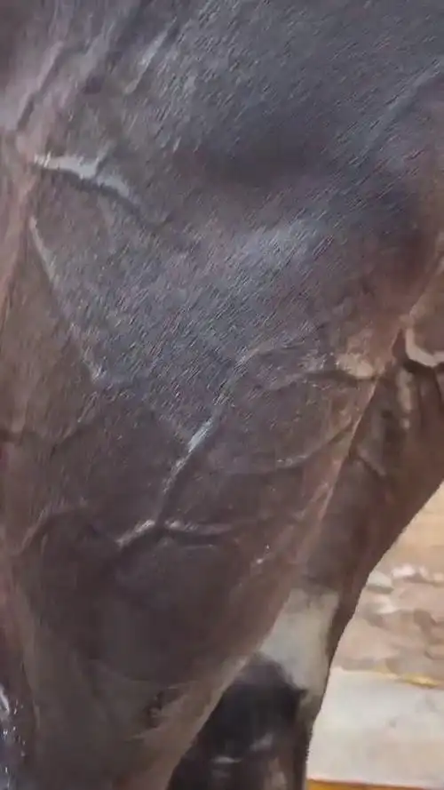 朋友说这匹马比5系还贵他是吹牛逼还是真的