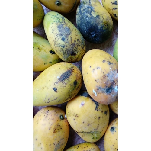 > 【48小时发货 坏果包赔】 海南芒果 新鲜热带水果 带箱5斤装商品