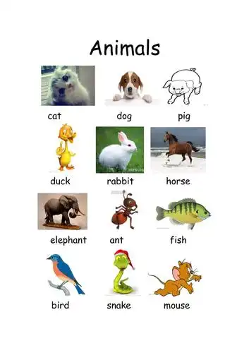 小学英语动物类单词大全(配图)