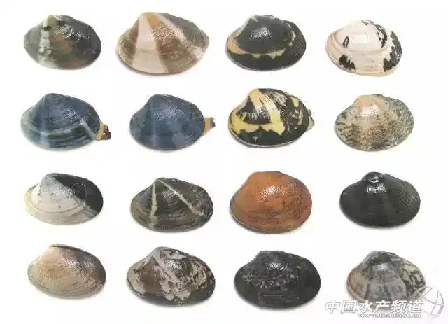 分得清这么多贝壳,你离食神就不远了